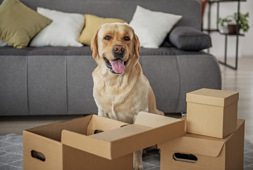 Pets, Deposits, and Damage: What Every Landlord (and Renter) Should Know